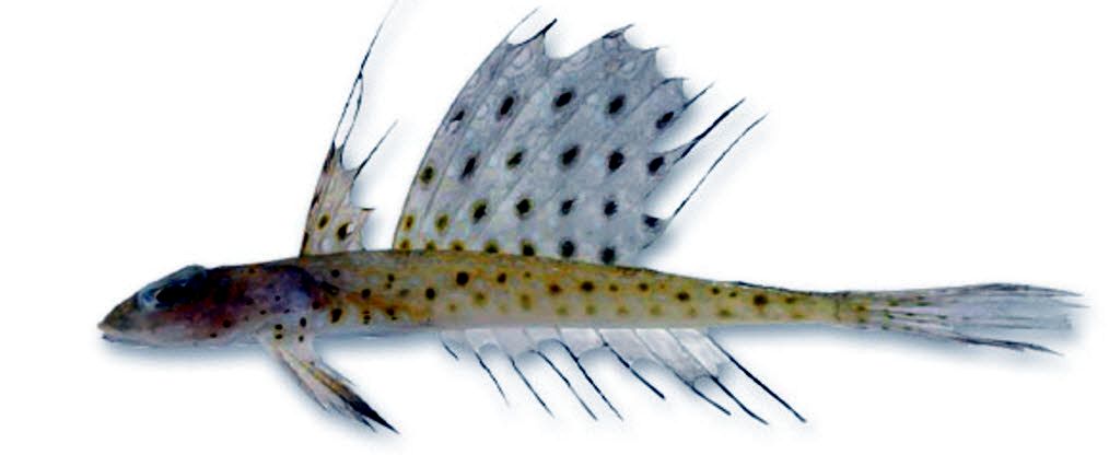 Callionymus maculatus_0887